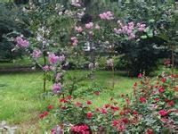 [机甲]无冕之王小说