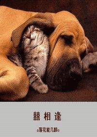 囍相逢小说
