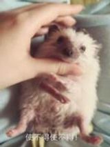 星光三千丈小说