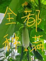 把修真界种满后小说