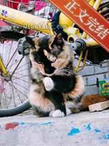 穿成影帝黑粉后我靠画画爆红了小说