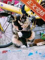 穿成影帝黑粉后我凭画画爆红了小说