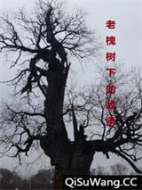 老槐树下的故事小说