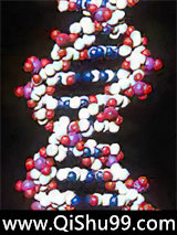 无限之完美基因小说