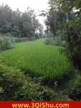 迷雾之命运小说