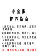 小金蛋护养指南小说